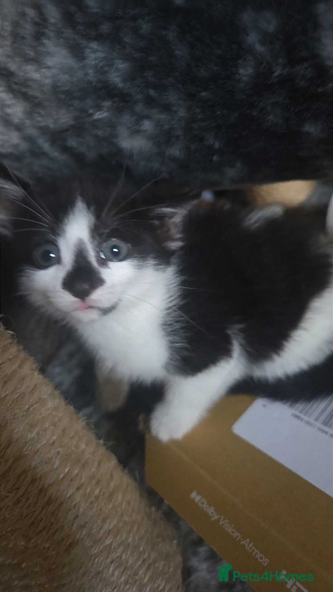 Domestic Shorthair cats for sale: 3 male kittens £40 each  - Advert 1