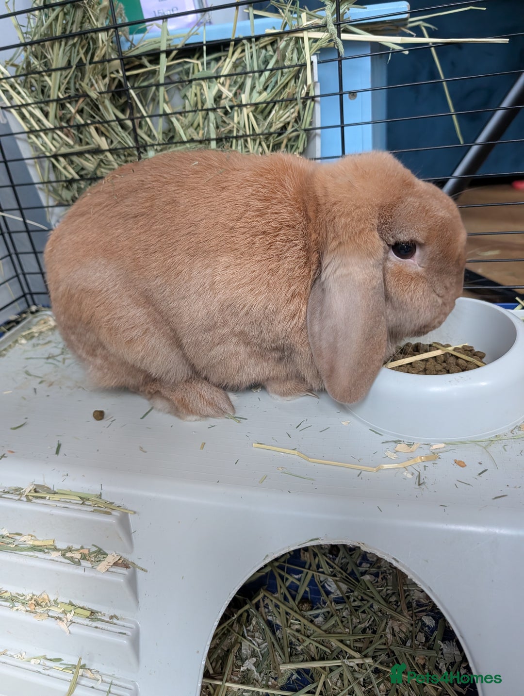 Mini Lop rabbits for sale: Mini lop ear male rabbit - Advert 2