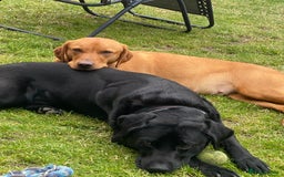Labrador Retriever dogs for sale: Labrador pups for sale - Image 9