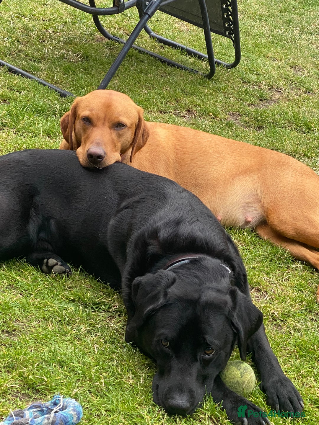 Labrador Retriever dogs for sale: Labrador pups for sale - Image 9
