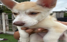 Siberian Husky dogs for sale: Siberian husky - Image 1