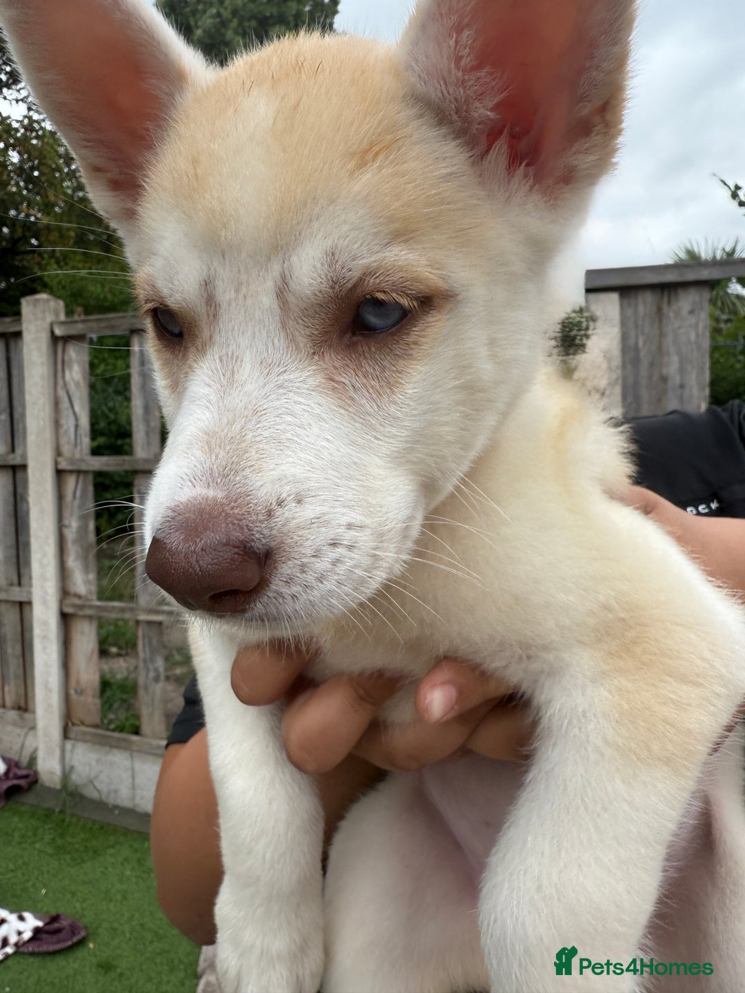 Siberian Husky dogs for sale: Siberian husky - Image 1