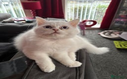 Perdoll cats for sale: Persian/Ragdoll boys  - Image 4