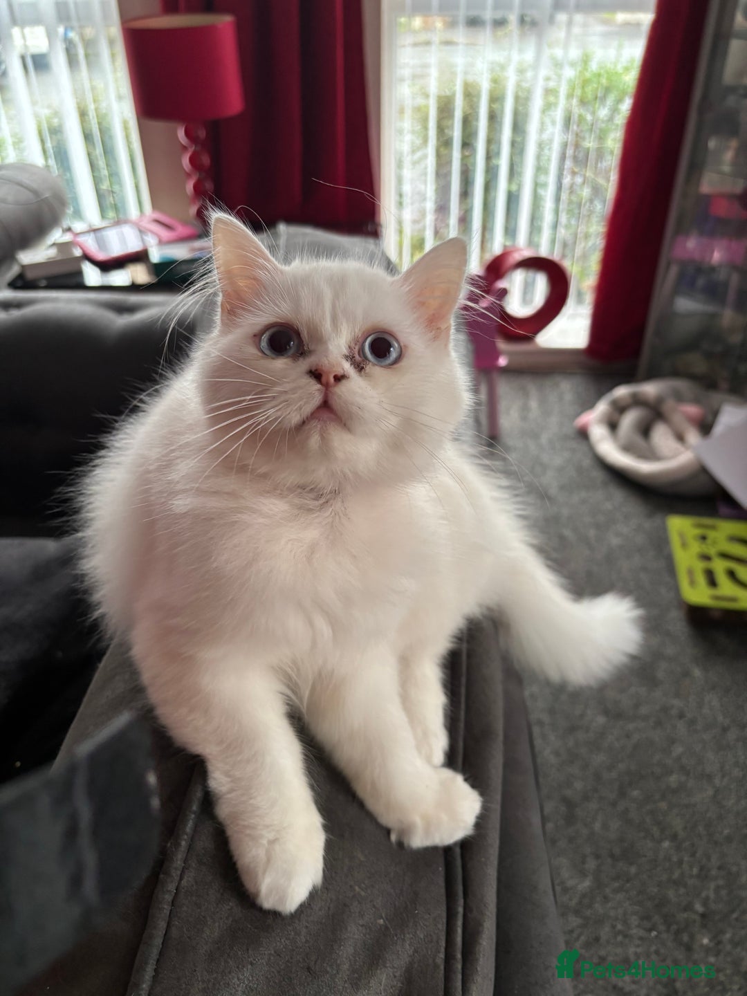 Perdoll cats for sale: Persian/Ragdoll boys  - Image 4