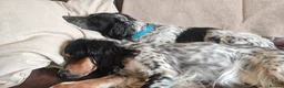 English Setter dogs for adoption: Zeus  - Advert 14
