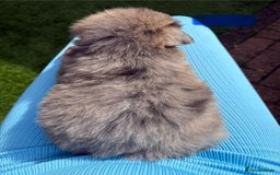Mixed Breed dogs for sale: The most amazing pomsky  x german shepherd babies  - Image 2
