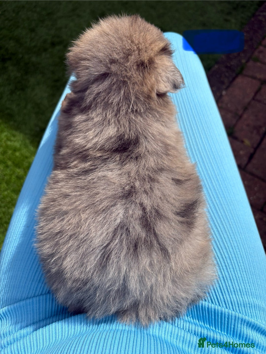 Mixed Breed dogs for sale: The most amazing pomsky  x german shepherd babies  - Image 2