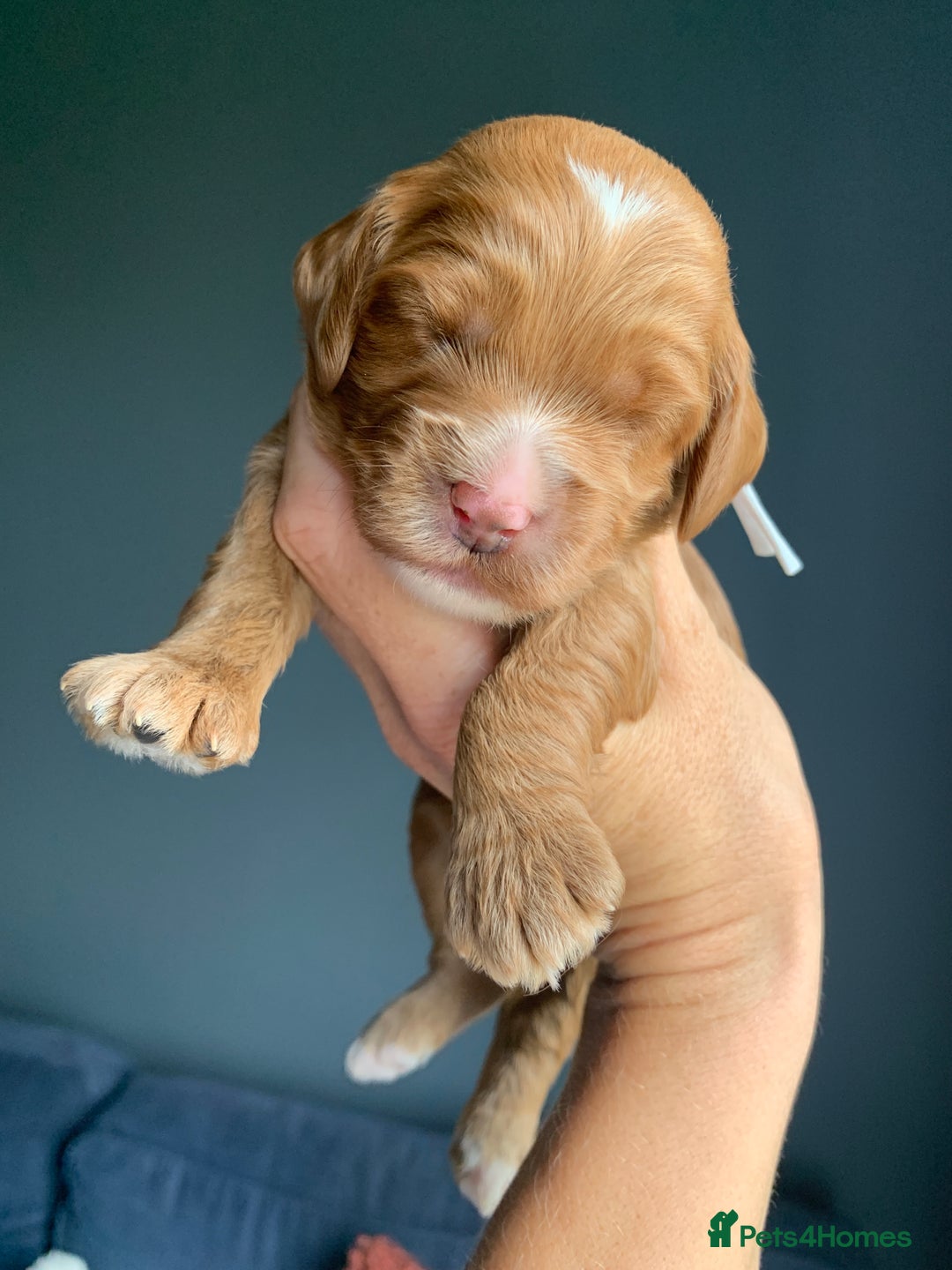 Cockapoo dogs for sale: 3 Stunning Dark Red Cockapoo Puppies - Image 15
