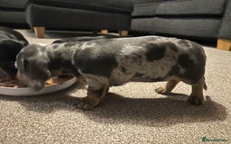 Miniature Dachshund dogs for sale: Little Legs, Big Hearts, Miniature Dachshunds x - Image 13