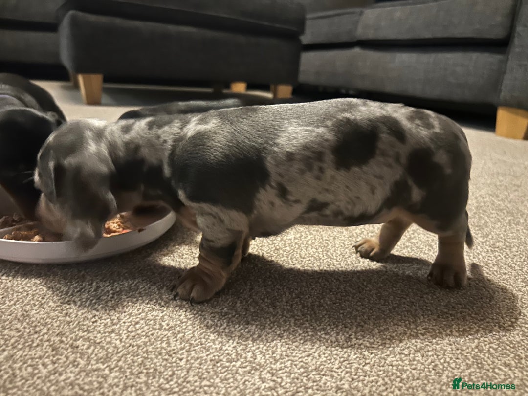Miniature Dachshund dogs for sale: Little Legs, Big Hearts, Miniature Dachshunds x - Image 13