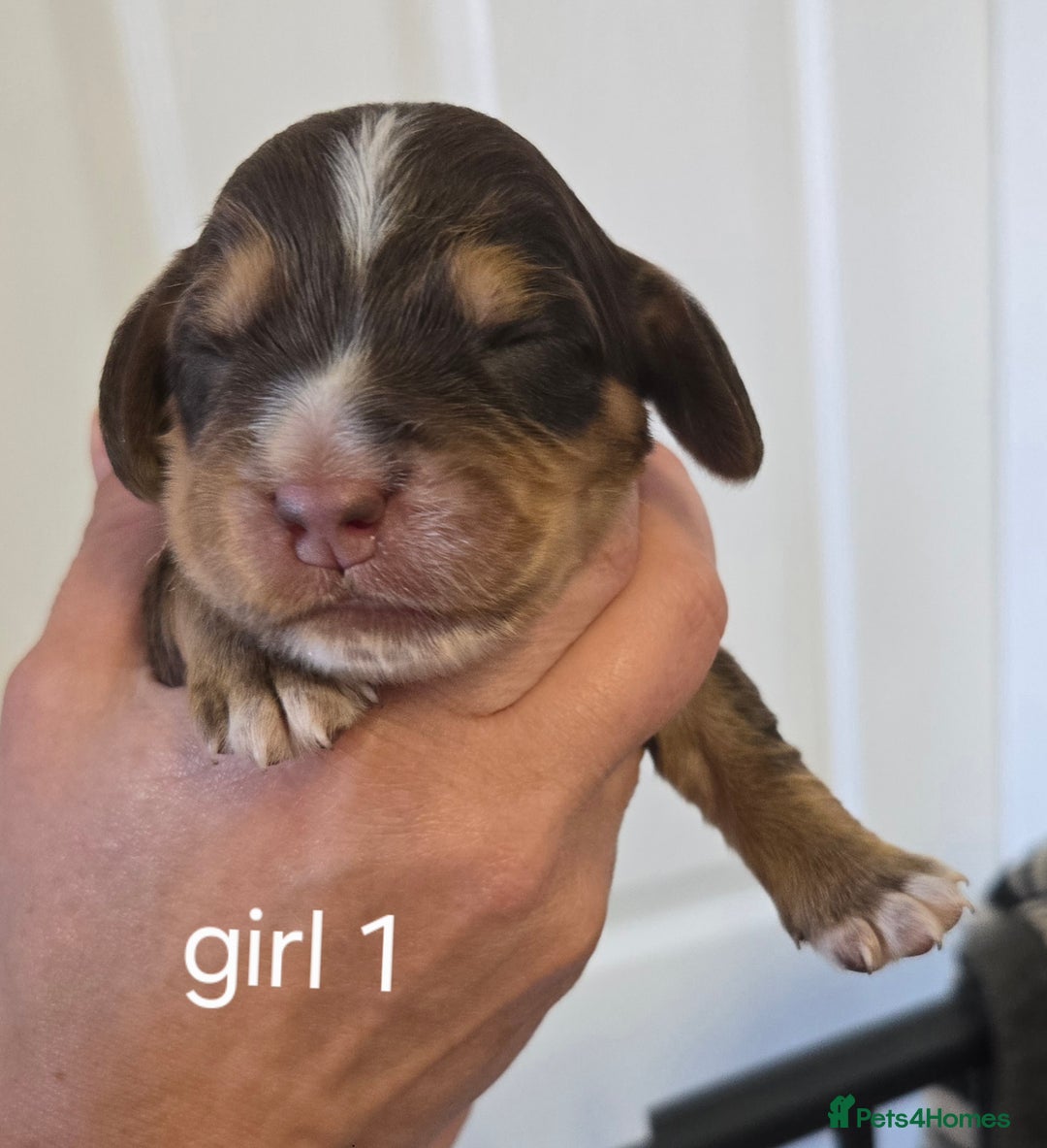 Sprocker dogs for sale: Beautiful sprocker spaniel puppies (5 left) - Image 11