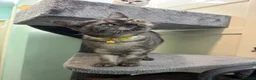 British Shorthair cats for sale: British Shorthair  - Advert 16
