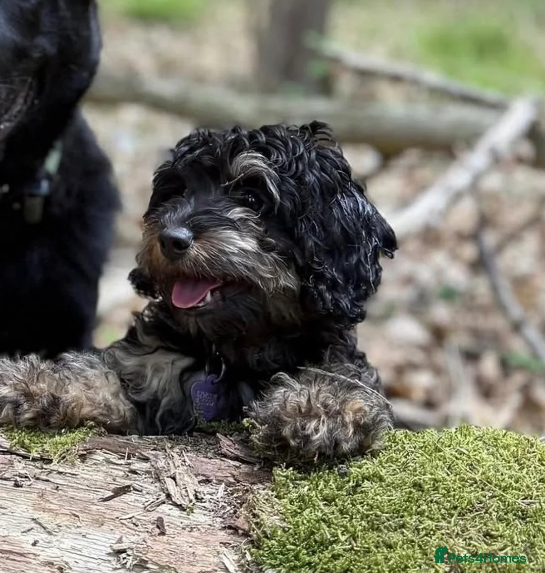 Cavapoo dogs for sale: Perfect Toy Cavapoo  - Advert 1