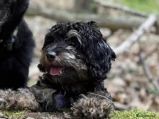 Cavapoo dogs Perfect Toy Cavapoo - Advert 2