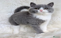 British Shorthair cats for sale: Amazing loving British shorthair kittens  - Image 19