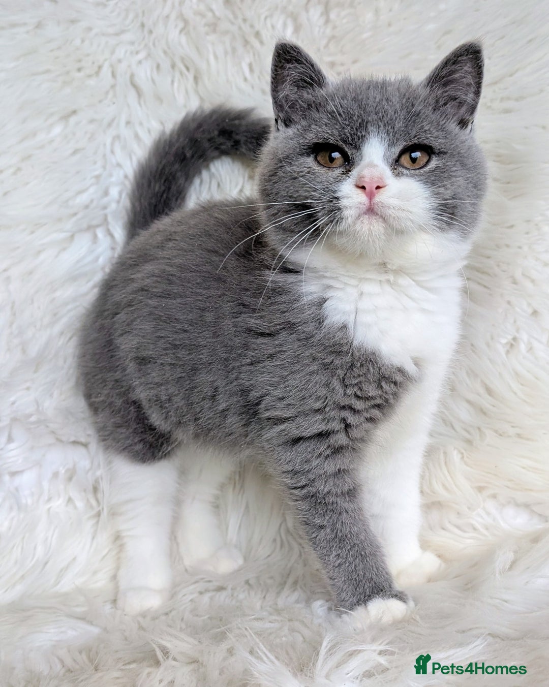 British Shorthair cats for sale: Amazing loving British shorthair kittens  - Image 19