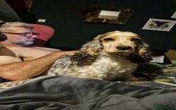 Cockalier dogs for sale: Stunning girls. DNA health tested parents  - Image 6