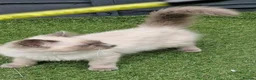 Ragdoll cats for sale: GCCF Registered Ragdoll Kittens  - Advert 17