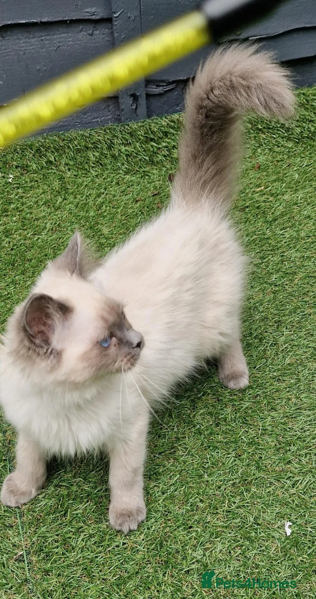 Ragdoll cats for sale: GCCF Registered Ragdoll Kittens  - Advert 17