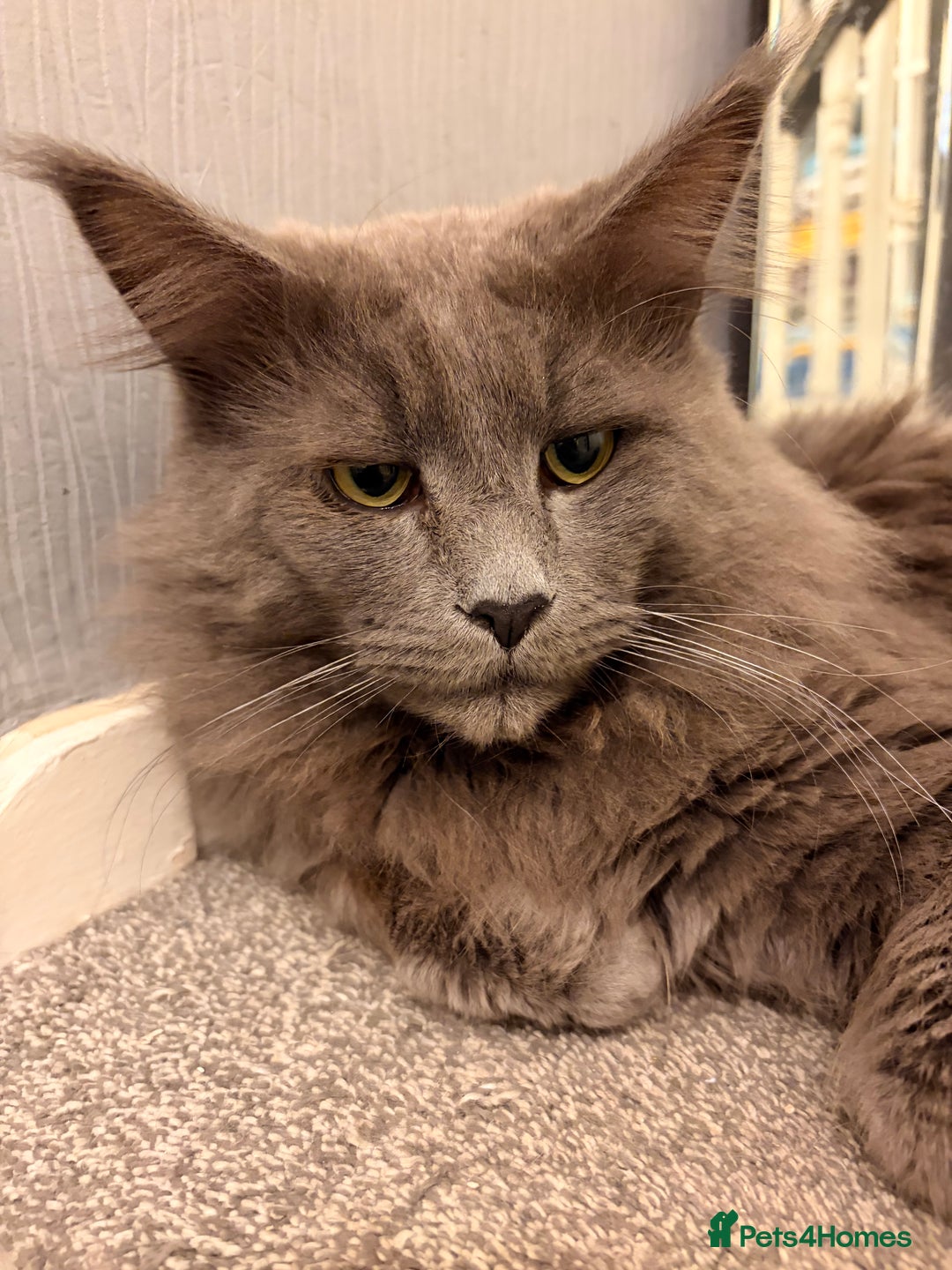 Maine Coon cats for sale: 🐱 Exceptional Maine Coon Male  - Advert 3