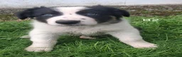 Border Collie dogs for sale: Adorable Puppies - Advert 20