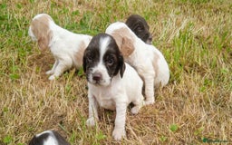 Sprocker dogs for sale: Beautiful f2 sprockers - Image 26