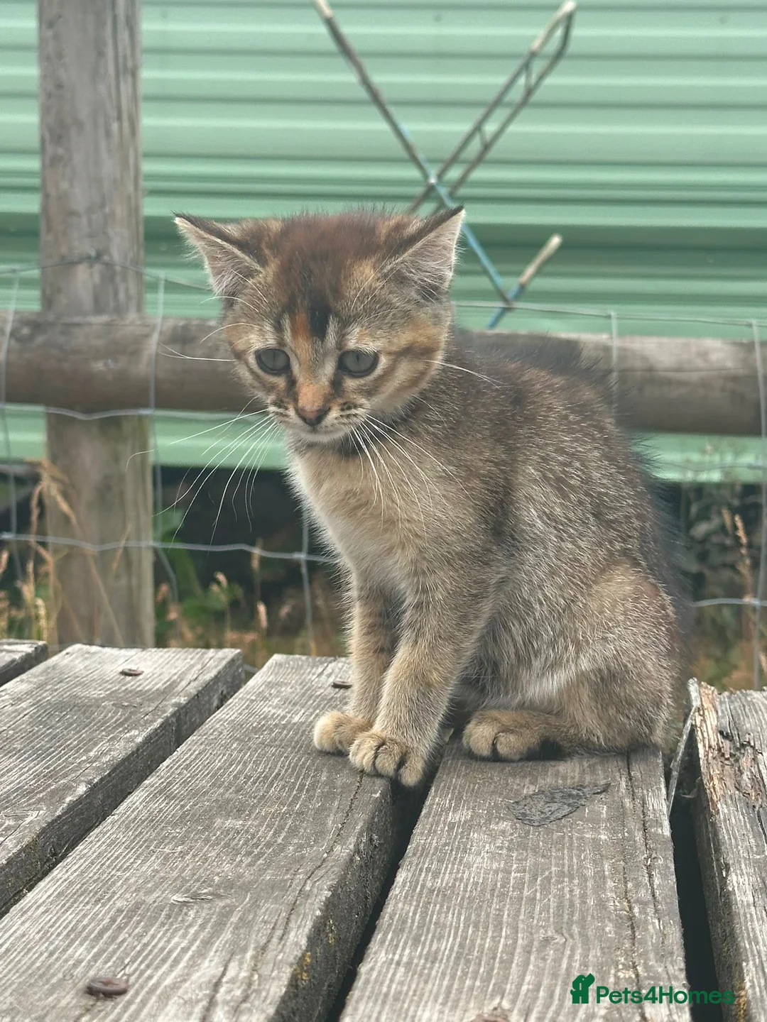 Domestic Shorthair cats for sale: Beautiful male kitten - Advert 4