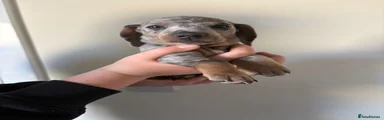 Miniature Dachshund Puppy 3