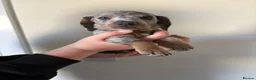 Miniature Dachshund dogs for sale: mini dachshund dapple pups  - Advert 8