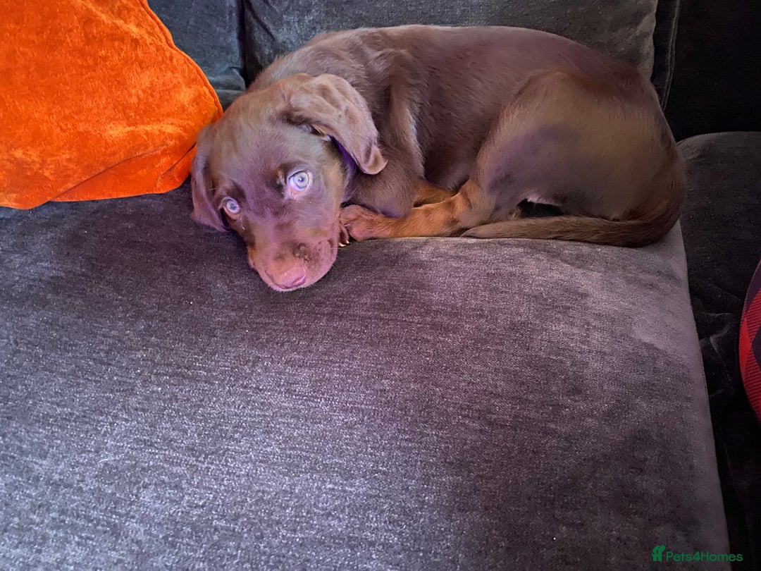 Cockerdor dogs for sale: Cockerdor puppy for sale - Advert 6