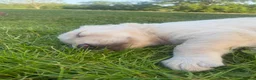 Golden Retriever dogs for sale: Golden Retriever Puppies in Thatcham - Advert 10