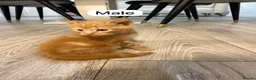 Mixed Breed cats for sale: Kittens for Sale in Enfield - Advert 5