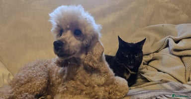 Cockapoo dogs - Advert 11