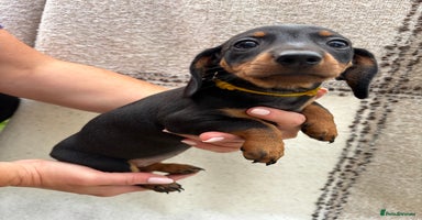 Miniature Dachshund dogs - Advert 2
