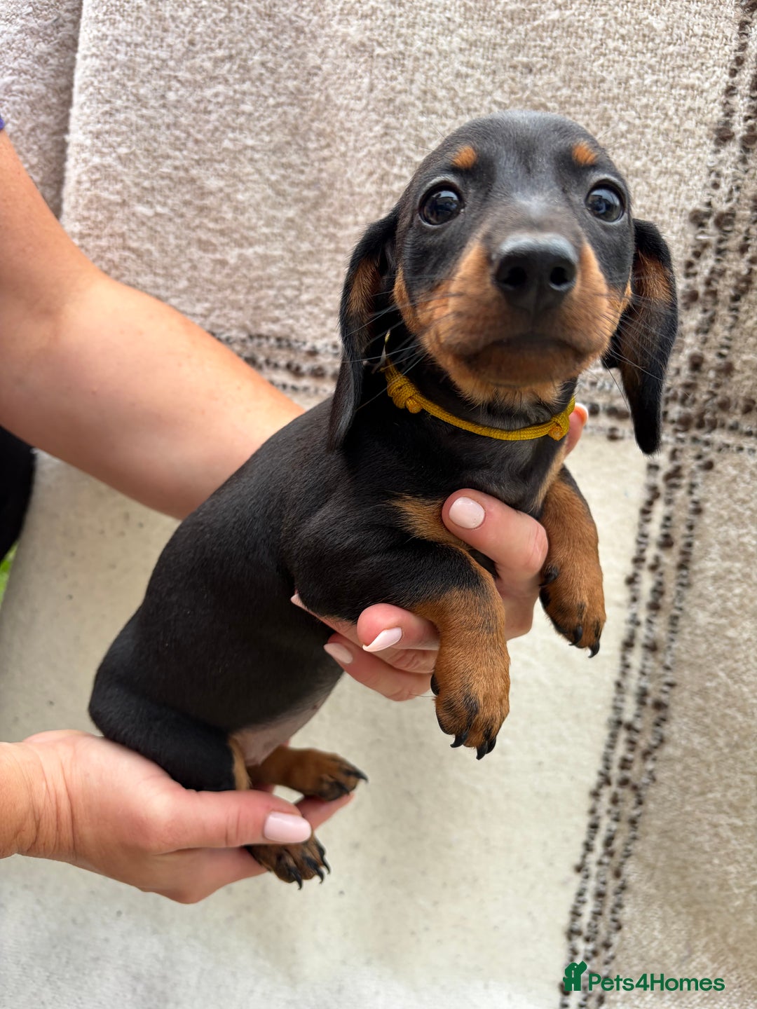 Miniature Dachshund dogs for sale: LAST GIRL!!🐶🖤KC MINIATURE DACHSHUND PUPPIES🖤🐶 - Image 3