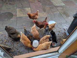 Hens poultry Hens for rehome - Advert 2