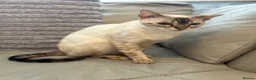 Bengal cats for sale: Beautiful Snow lynx 3yrs old - Advert 6