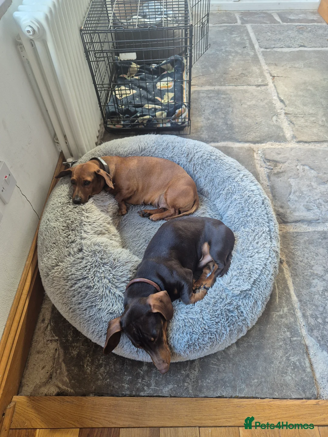 Miniature Dachshund dogs for sale: 4 year old Minature Daschund  - Advert 2