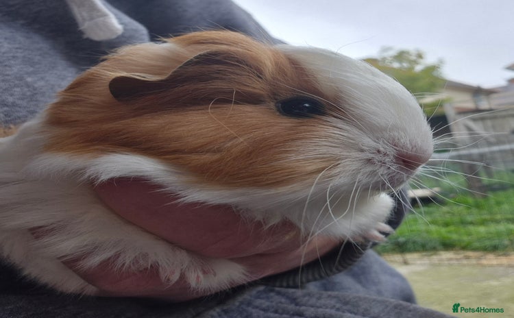 Guinea Pig rodents - Advert 17