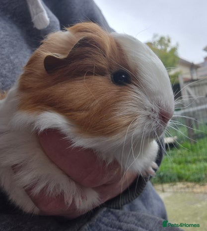 Guinea Pig rodents - Advert 17