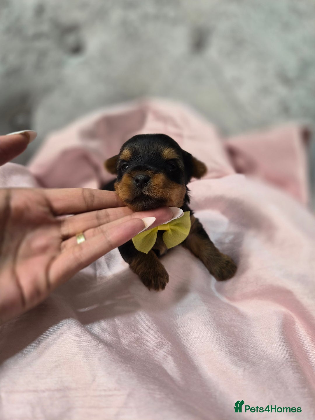 Yorkshire Terrier dogs for sale: Beautiful 7-puppies Yorkshire Terrier - Advert 15