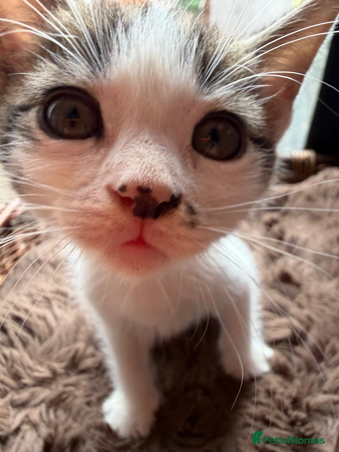 Mixed Breed cats for sale: Sphynx cross kittens  - Advert 2