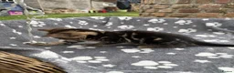 Mixed Breed cats for sale: Two beautiful and playful tabby kittens for sale! in Wisbech - Advert 6