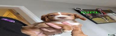 Cocker Spaniel Puppy 2