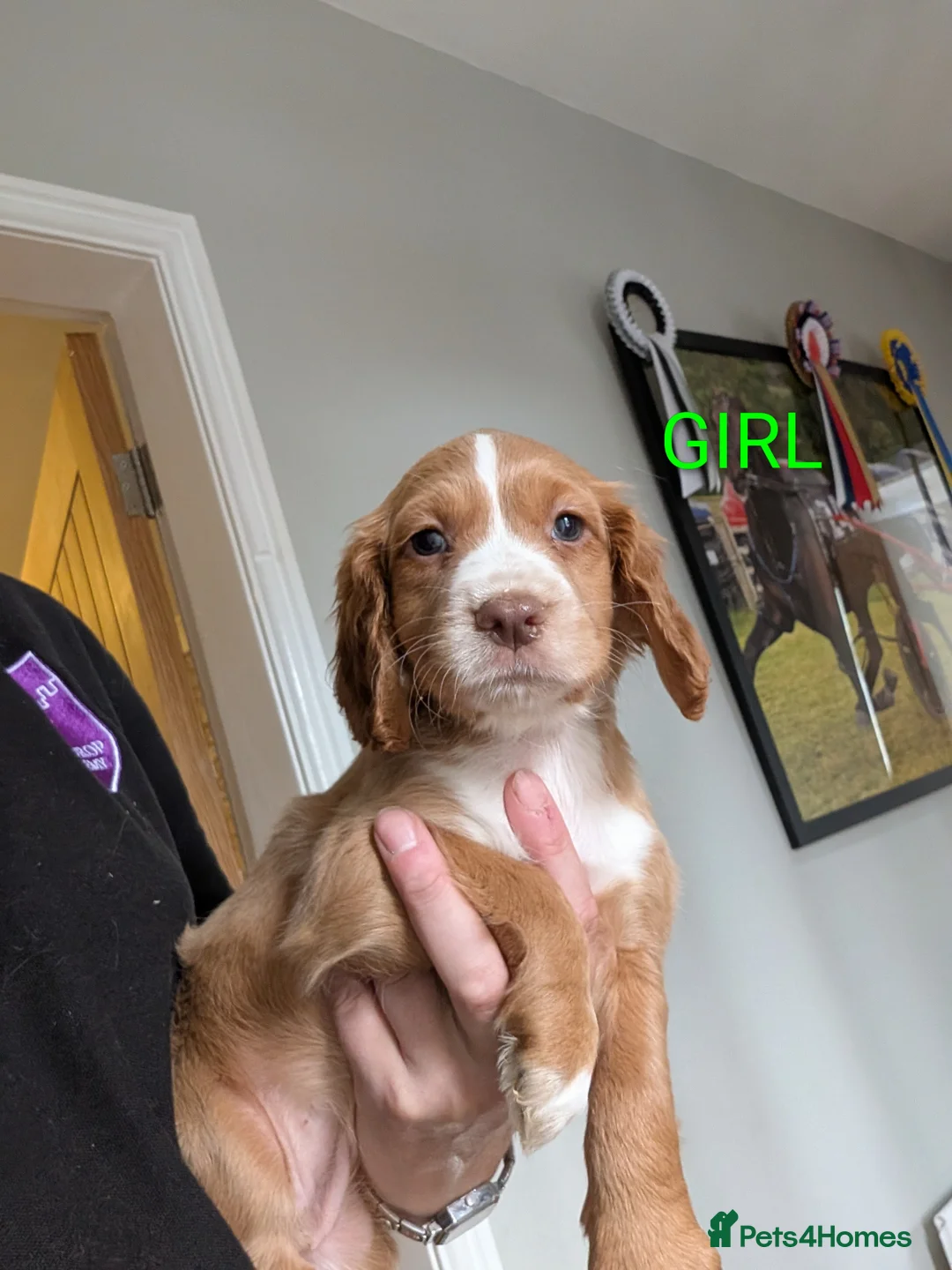 Cocker Spaniel dogs for sale: Fox Red Cocker Spaniel Pups  in Bishop Auckland - Advert 2