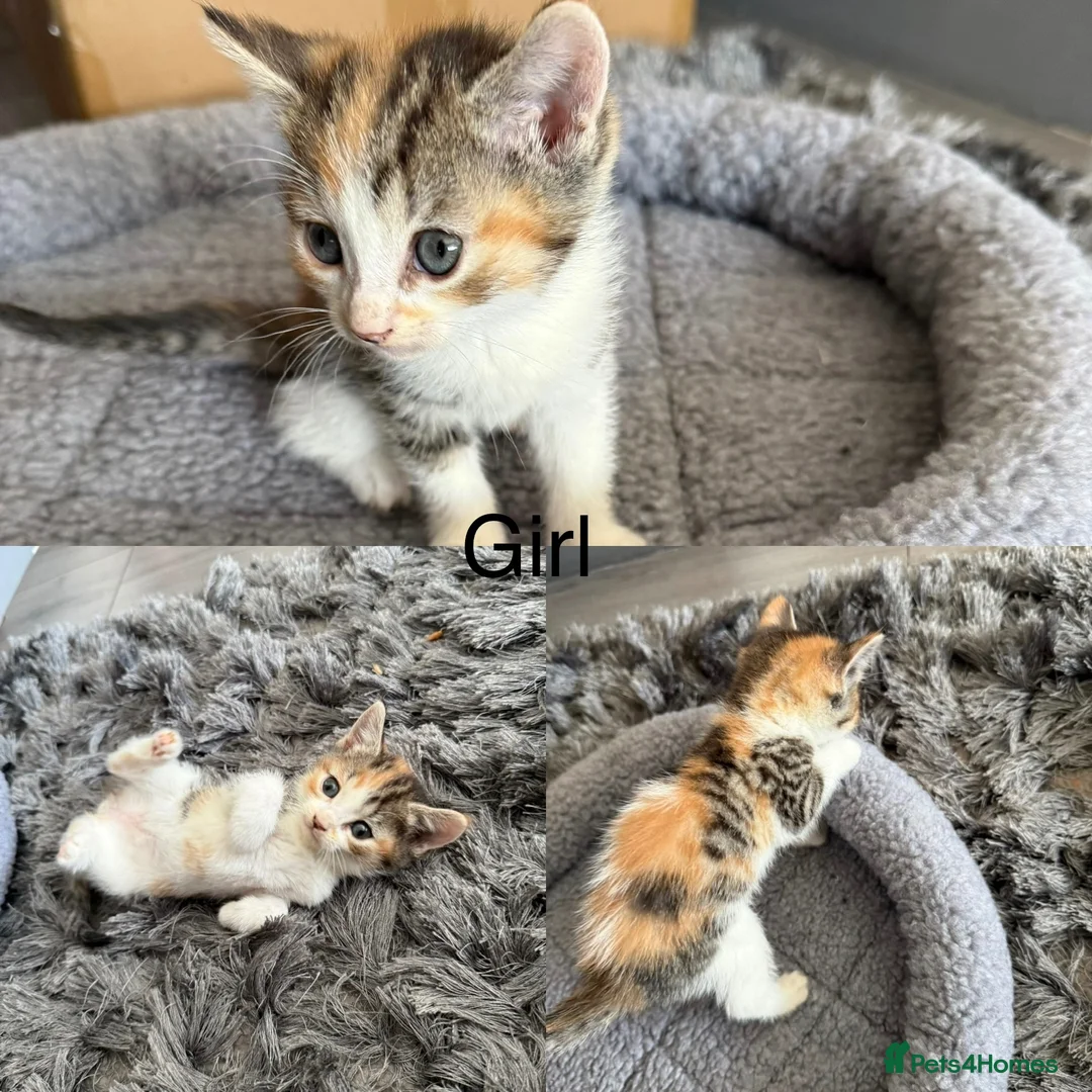American Shorthair cats for sale: 4 kittens - Advert 2