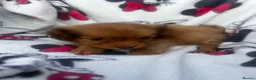 Shih Tzu dogs for sale: Imperial Shih Tzu puppies - Advert 8