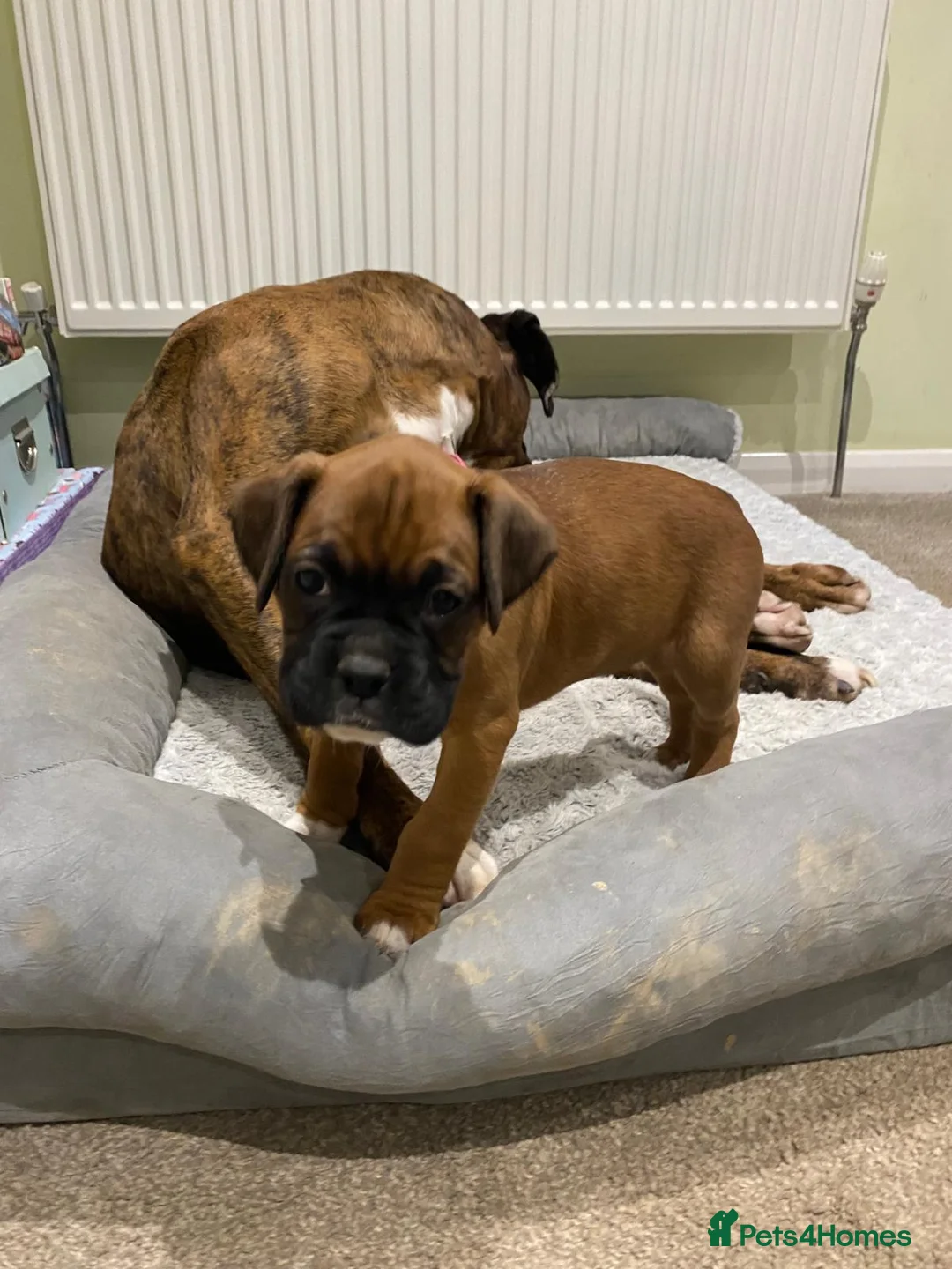 Boxer dogs for sale: Boxer puppies kc registered 5 star licence  - Advert 9