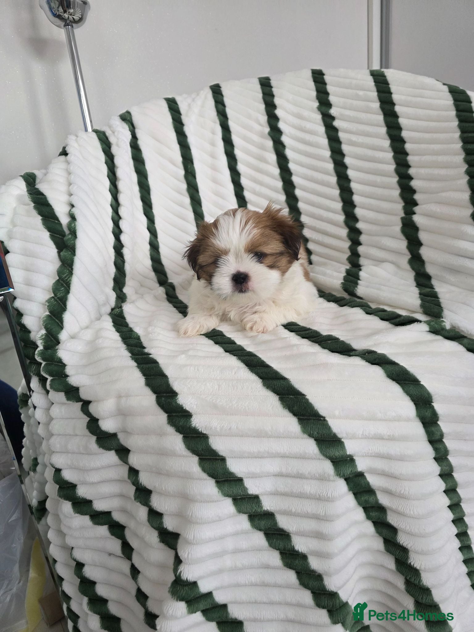 Mixed Breed dogs Shih tzu boy - Advert 1
