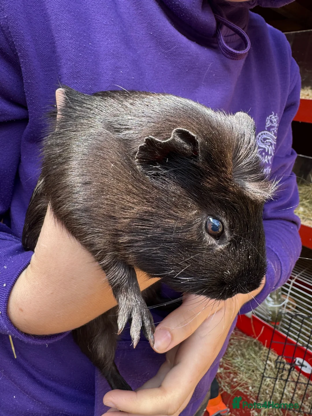 Guinea Pig rodents for sale: Male guinea pig for sale - Advert 2